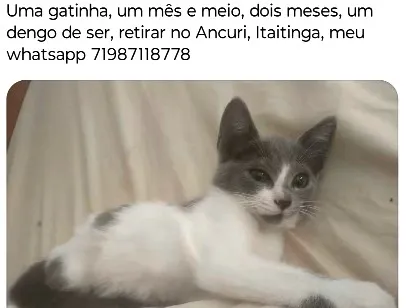 Gato raça SRD-ViraLata idade Abaixo de 2 meses nome Cinza