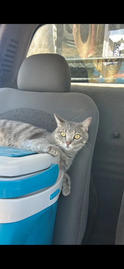 Gato raça SRD-ViraLata idade 1 ano nome Maya