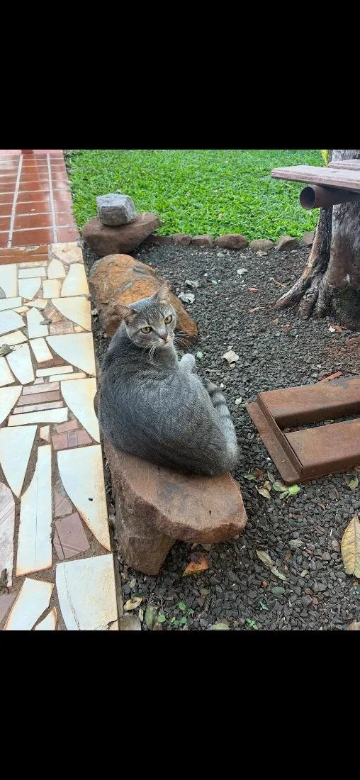 Gato raça SRD-ViraLata idade 1 ano nome Maya