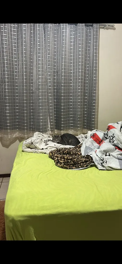 Gato raça SRD-ViraLata idade 1 ano nome Maya