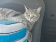 Maya