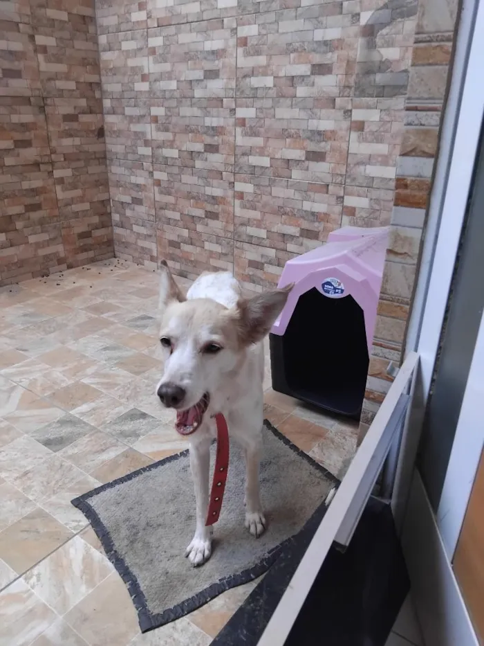 Cachorro raça SRD-ViraLata idade 6 ou mais anos nome Nick