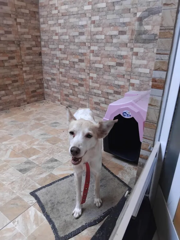 Cachorro raça SRD-ViraLata idade 6 ou mais anos nome Nick