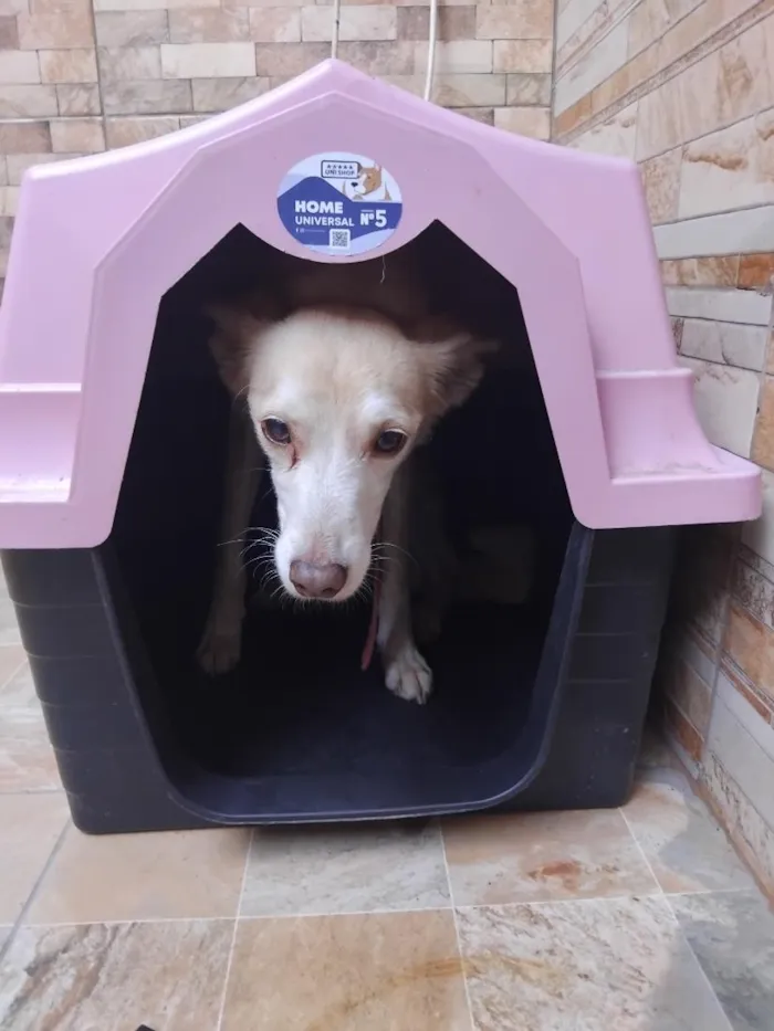 Cachorro raça SRD-ViraLata idade 6 ou mais anos nome Nick