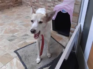 Cachorro raça SRD-ViraLata idade 6 ou mais anos nome Nick