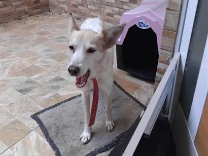 Cachorro raça SRD-ViraLata idade 6 ou mais anos nome Nick