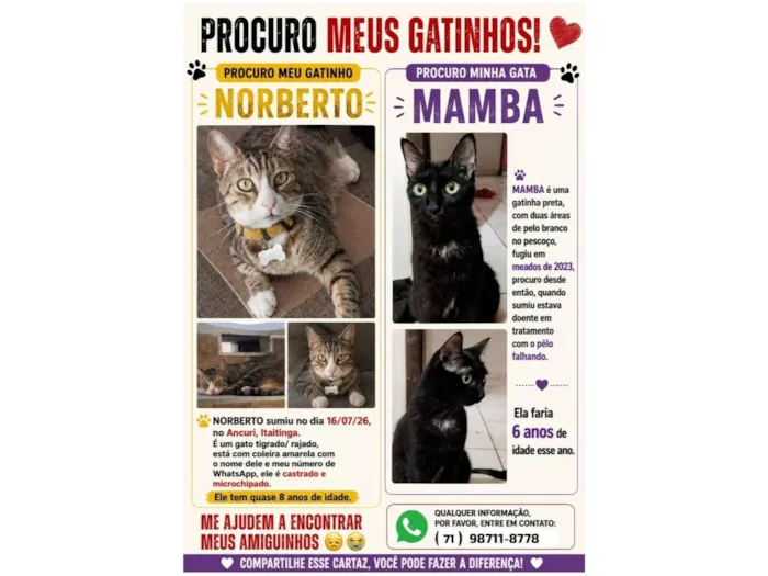 Gato raça SRD-ViraLata idade 6 ou mais anos nome Norberto