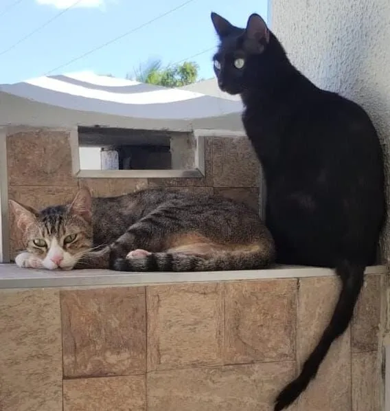 Gato raça SRD-ViraLata idade 6 ou mais anos nome Norberto