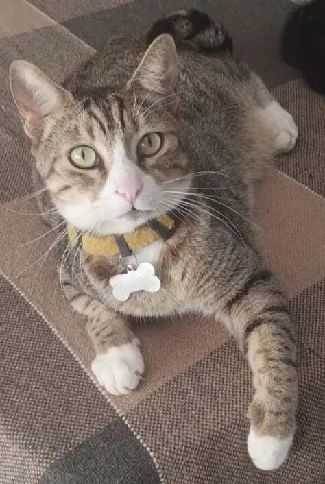 Gato raça SRD-ViraLata idade 6 ou mais anos nome Norberto