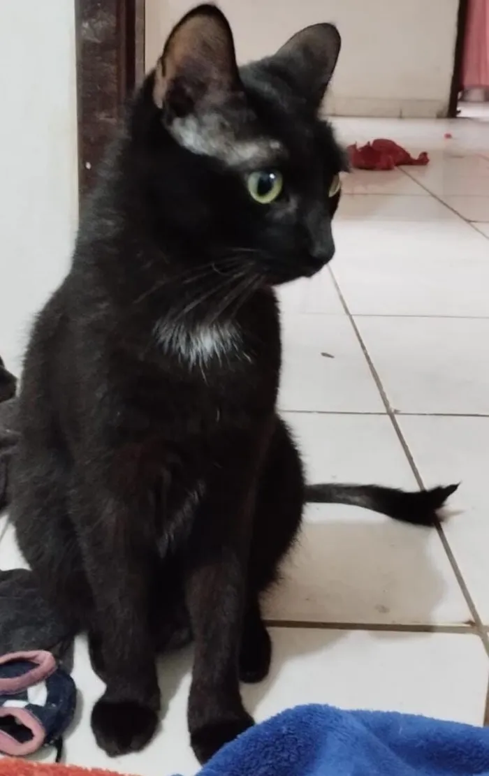 Gato raça SRD-ViraLata idade 6 ou mais anos nome Norberto
