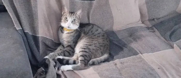 Gato raça SRD-ViraLata idade 6 ou mais anos nome Norberto