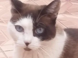 Gato raça SRD-ViraLata idade 3 anos nome Xana