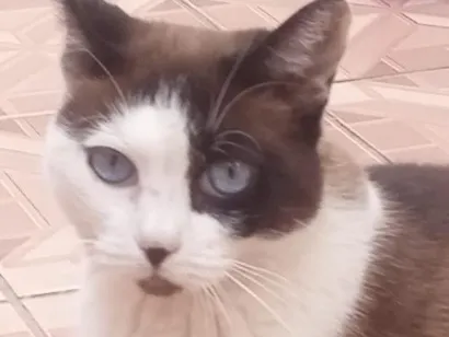 Gato raça SRD-ViraLata idade 3 anos nome Xana
