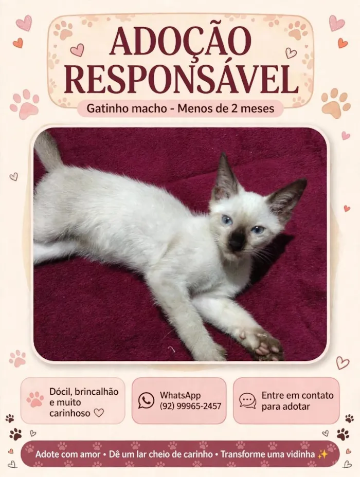 Gato raça Siamês idade Abaixo de 2 meses nome Yuki 