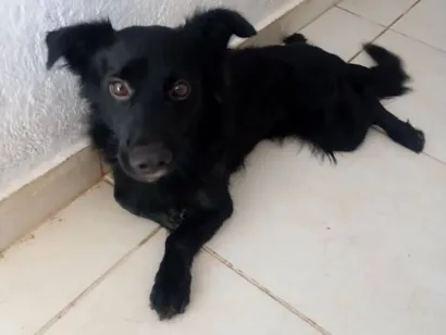 Cachorro raça SRD-ViraLata idade 2 anos nome toby