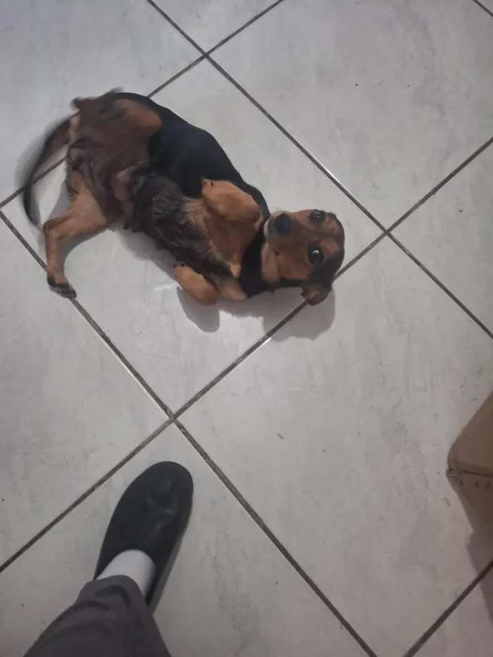 Cachorro raça SRD-ViraLata idade 2 anos nome kuke 