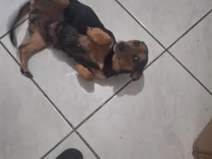 Cachorro raça SRD-ViraLata idade 2 anos nome kuke 