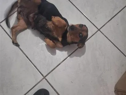 Cachorro raça SRD-ViraLata idade 2 anos nome kuke 