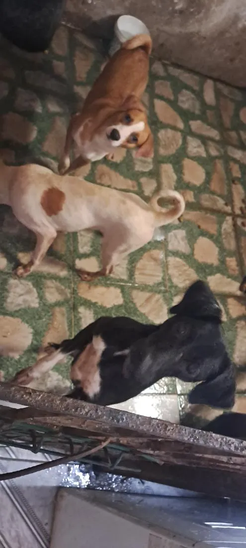 Cachorro raça SRD-ViraLata idade 1 ano nome Preta