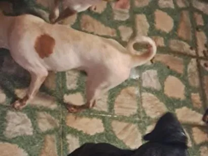 Cachorro raça SRD-ViraLata idade 1 ano nome Preta