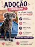 Pipoca