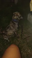 Pipoca