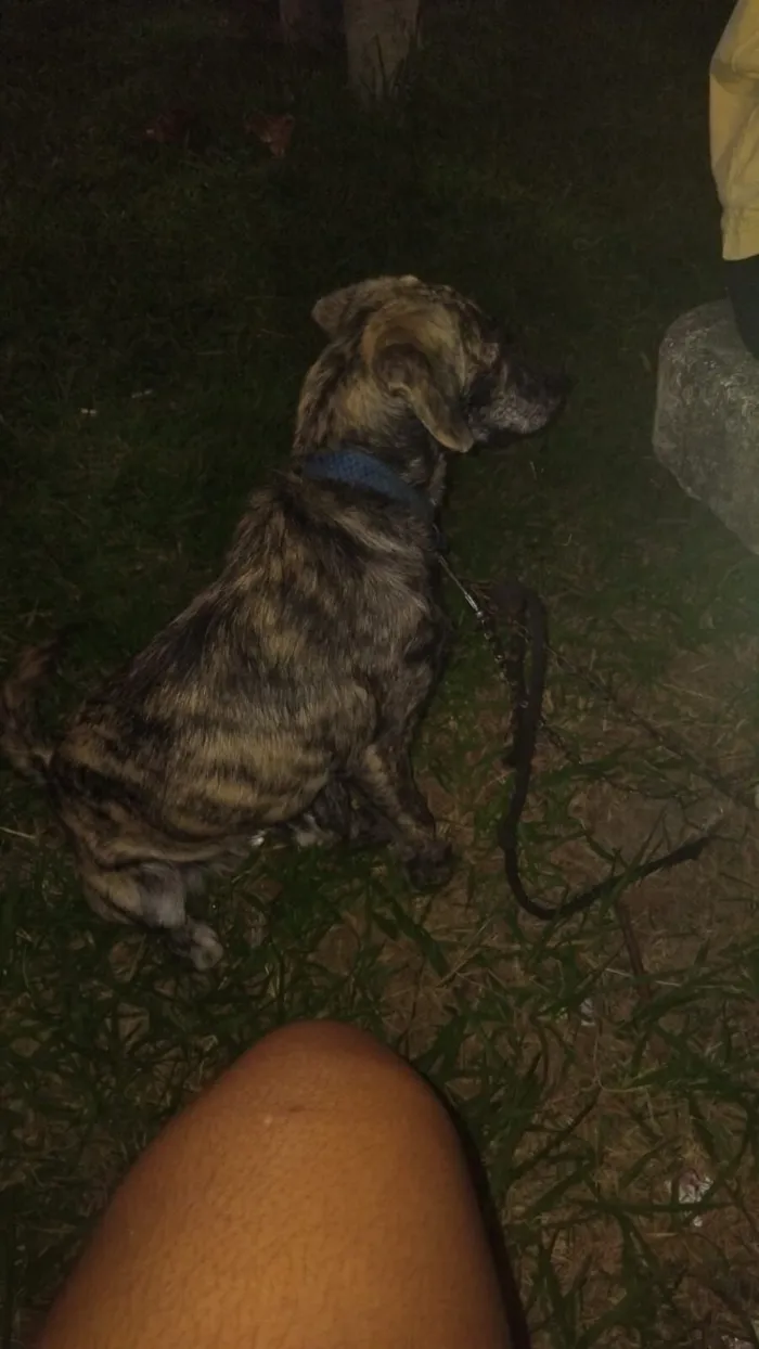 Cachorro raça SRD-ViraLata idade 7 a 11 meses nome Pipoca