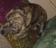 Pipoca