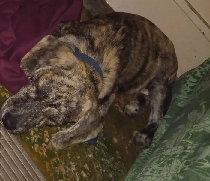 Cachorro raça SRD-ViraLata idade 7 a 11 meses nome Pipoca