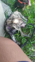 Pipoca