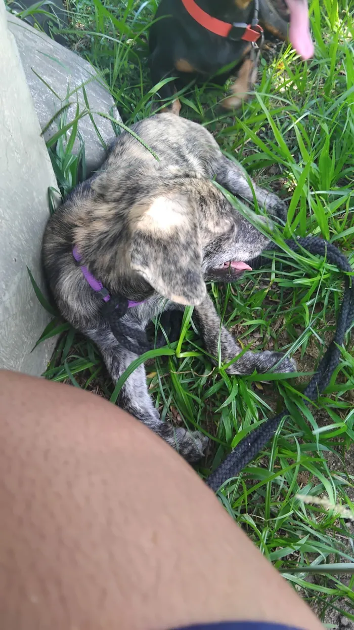 Cachorro raça SRD-ViraLata idade 7 a 11 meses nome Pipoca