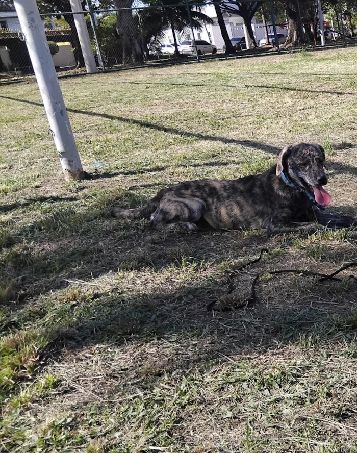 Cachorro raça SRD-ViraLata idade 7 a 11 meses nome Pipoca