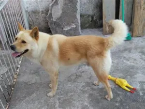 Cachorro raça SRD-ViraLata idade 6 ou mais anos nome Thornado