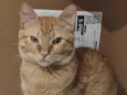 Simba
