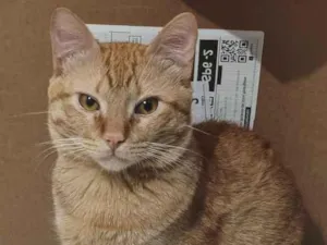 Gato raça SRD-ViraLata idade 1 ano nome Simba