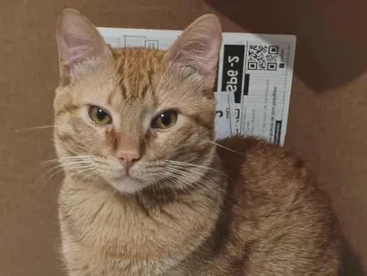 Gato raça SRD-ViraLata idade 1 ano nome Simba