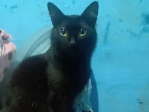 Gato raça Angorá idade 1 ano nome Adam Smithh