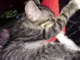 fofinho