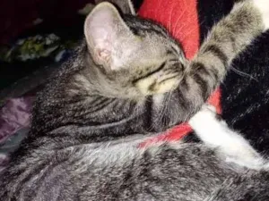 Gato raça SRD-ViraLata idade 2 a 6 meses nome fofinho
