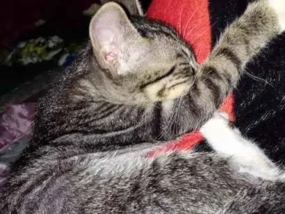 Gato raça SRD-ViraLata idade 2 a 6 meses nome fofinho