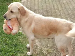 Cachorro raça Labrador idade 6 ou mais anos nome Juca