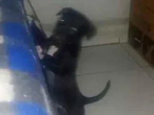 Cachorro raça SRD-ViraLata idade 2 a 6 meses nome Mona 