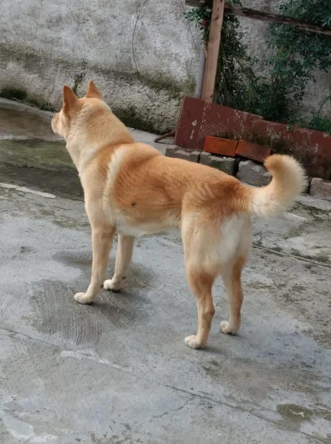 Cachorro raça SRD-ViraLata idade 6 ou mais anos nome Thornado