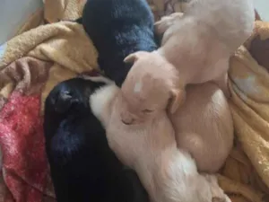 Cachorro raça SRD-ViraLata idade 2 anos nome kuke 