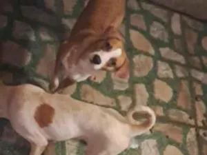 Cachorro raça SRD-ViraLata idade 1 ano nome Preta