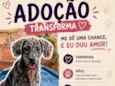 Pipoca