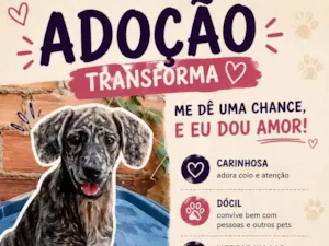 Cachorro raça SRD-ViraLata idade 7 a 11 meses nome Pipoca
