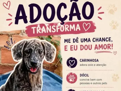 Cachorro raça SRD-ViraLata idade 7 a 11 meses nome Pipoca