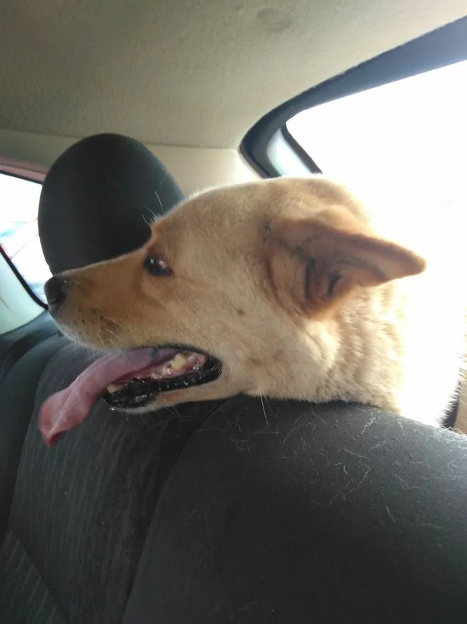 Cachorro raça SRD-ViraLata idade 6 ou mais anos nome Thornado