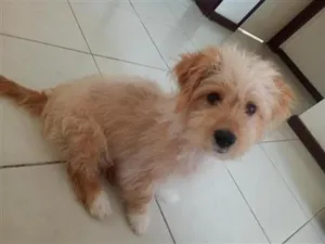 Cachorro raça Poodle idade 2 a 6 meses nome Spake 